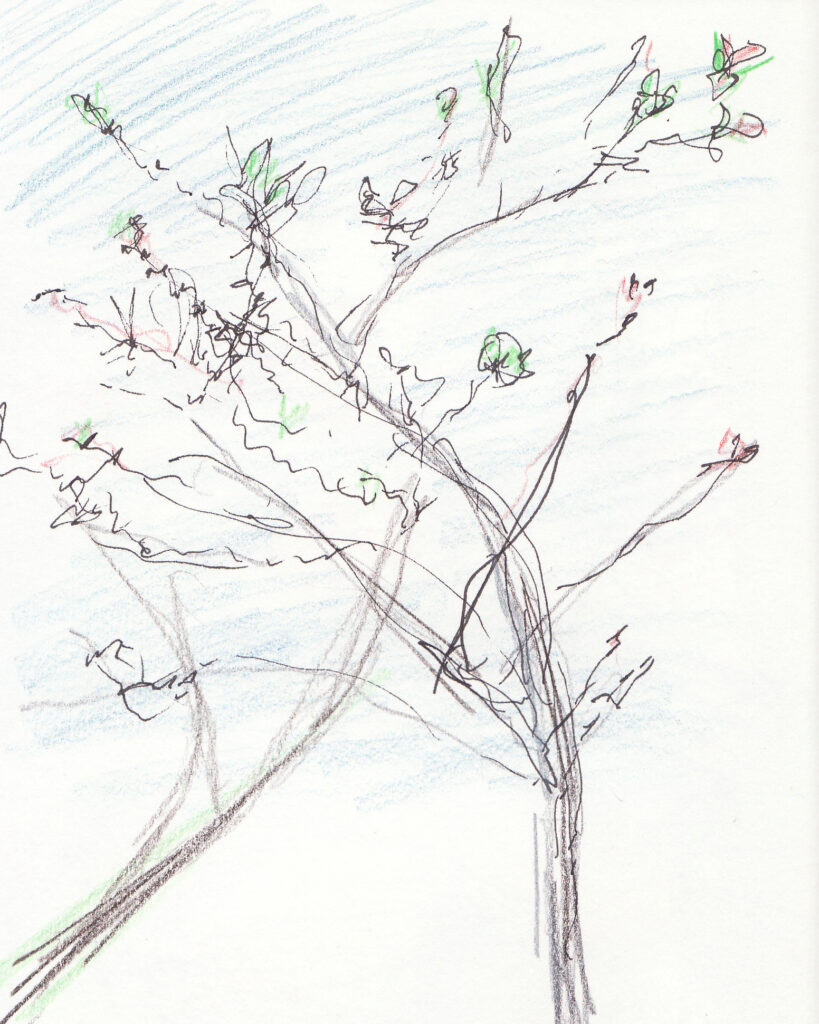 Tekening van prunus in avondlicht - Katelijne Brouwer