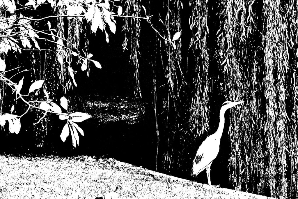 Reiger in Oosterpark - Frans Bruning